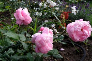 Rosenbed med siveslange. Specielt i bede med planter der ikke tåler at få vand på bladene er en siveslange rigtigt godt.