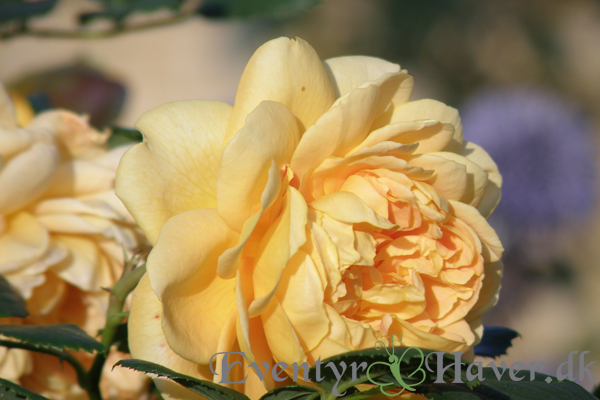 Golden Celebration roser - David Austin Roses
