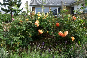 Mit eventyrlige rosenbed 2008, 1. år