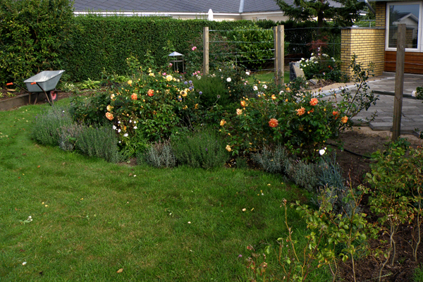 Rosenbed kantet med lavendler. Mit nye rosenbed, anlagt i august/oktober 2007 - nu august 2008