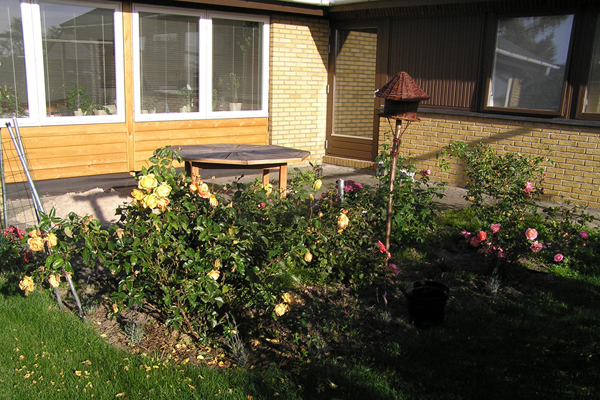 Gamle rosenbed og lille terrasse