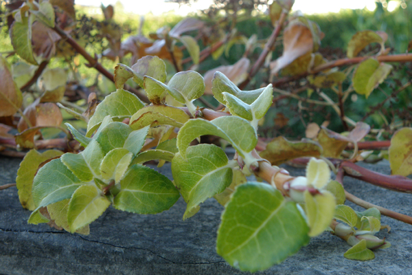 Klatrehortensia i efterårsfarver