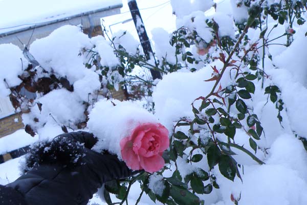 Smukt, kan man sige andet om denne rose...