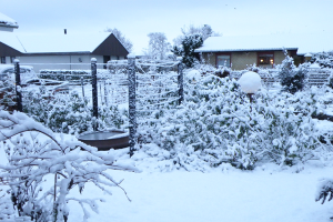 Eventyrligt rosenbed