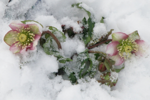 Helleborus julerose