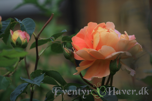 Pat Austin Rose fra David Austin roser