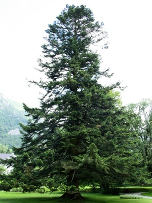 En Californisk kæmpefyr