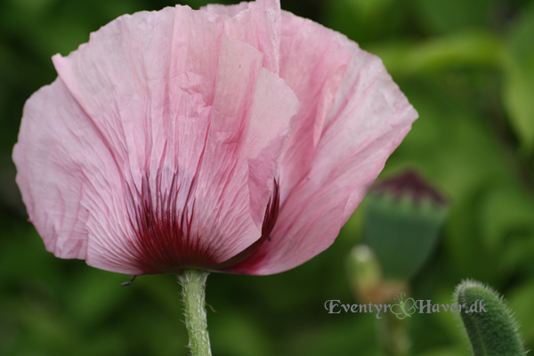 Nyudsprunget Papaver Patty's Plum