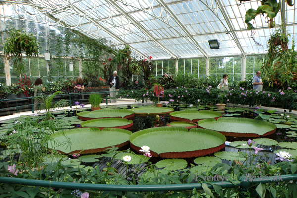 Victoria amazonica