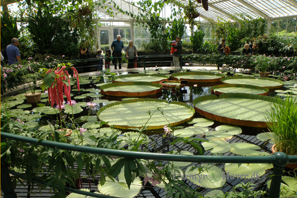 Waterlily House at the royal botanic garden Kew