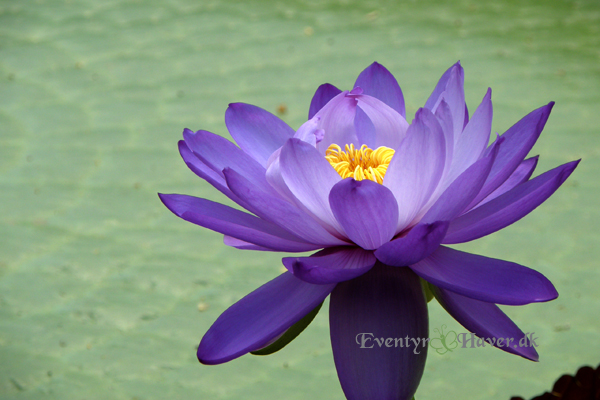 Nymphaea Kew's Stowaway Blues