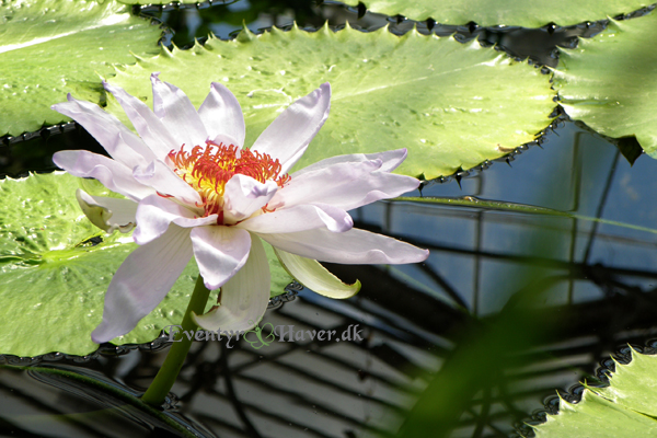 Nymphaea Kew's Kabuki