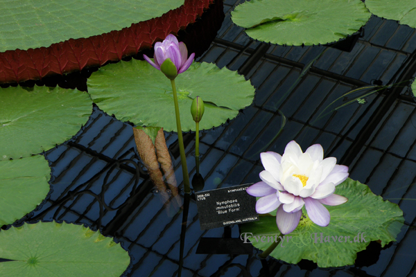 Nymphaea immutabilis "Blue Form"