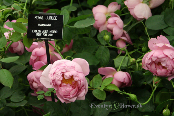 Royal jubilee 2012 English Alba Hybrid Sct. Valentins dag - Royal jubilee 2012 English Alba Hybrid