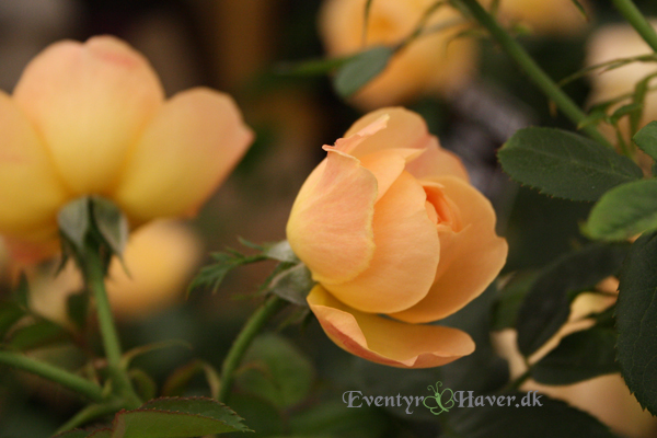 the lark ascending english musk hybrid austin Sct. Valentins dag - the lark ascending english musk hybrid austin