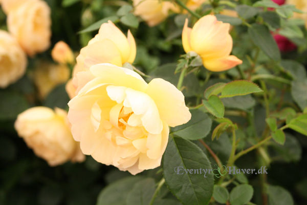 The Lark Ascending English musk hybrid fra David Austin rose Sct. Valentins dag - The Lark Ascending English musk hybrid fra David Austin rose