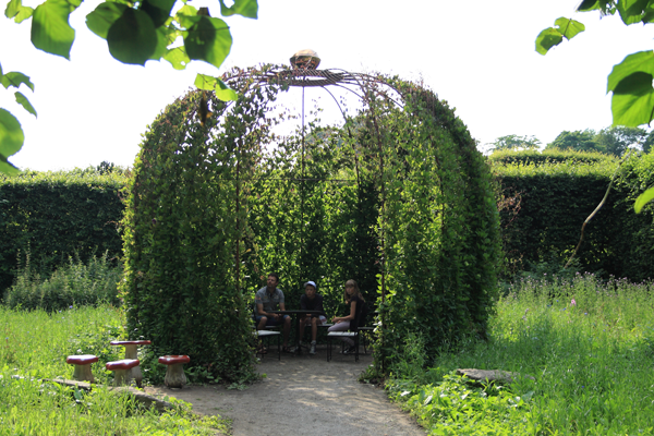 Klokkeranker på pavillon klokkeranker - Klokkeranke – Cobaea scandens