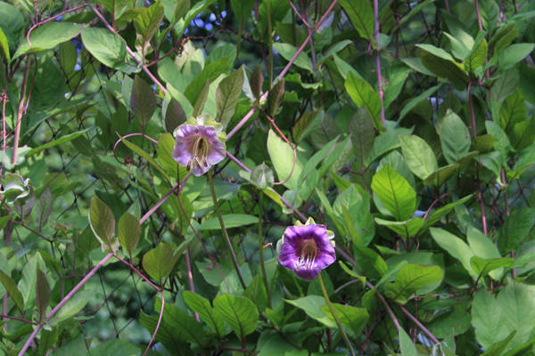 Cobaea Scandens - klokkeranke