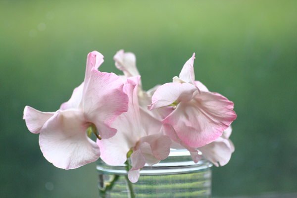 Diamond Jubiblee - sweet pea - duftende ærteblomst