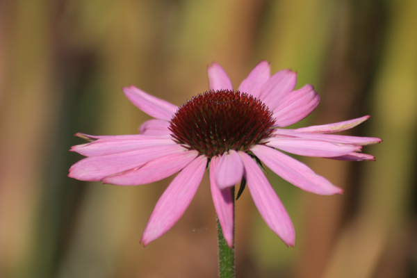 Echinacea purpurea "Magnus"