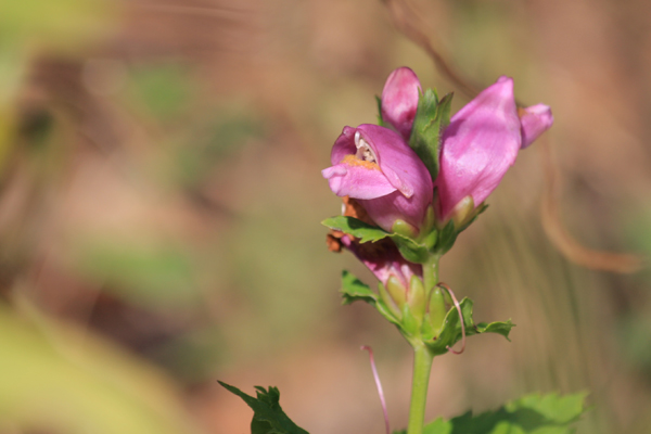 Rød duehoved -  Chelone obliqua