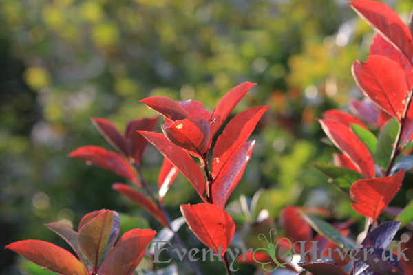 Surbær - Aronia melanocarpa, med glødende efterårs farver
