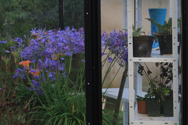 Agapanthus blomstrer helt vildt i november