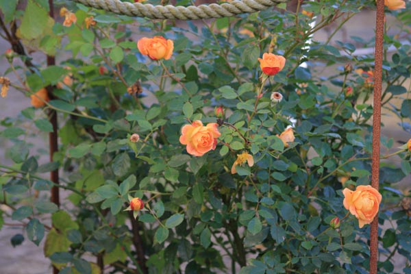 Lady of Shalott blomstre på livet løs