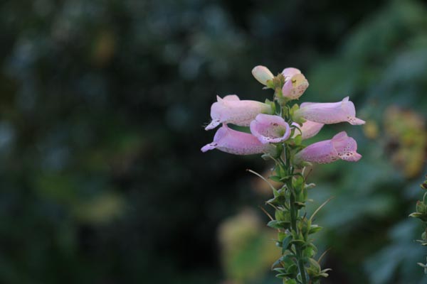 Digitalis blomstre stadig her sidst i oktober