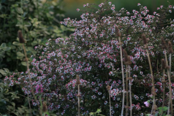 Aster i oktober en skøn efterårs blomst