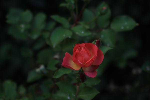 Lilian Austin rose - tænker ikke på vinter eller efterår endnu