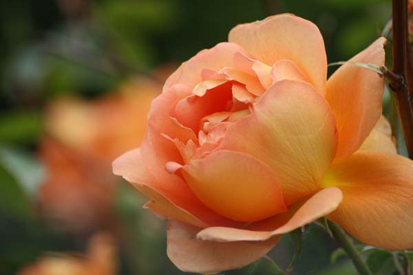Skøn rose der minder os om sol og sommer, Pat Austin rose