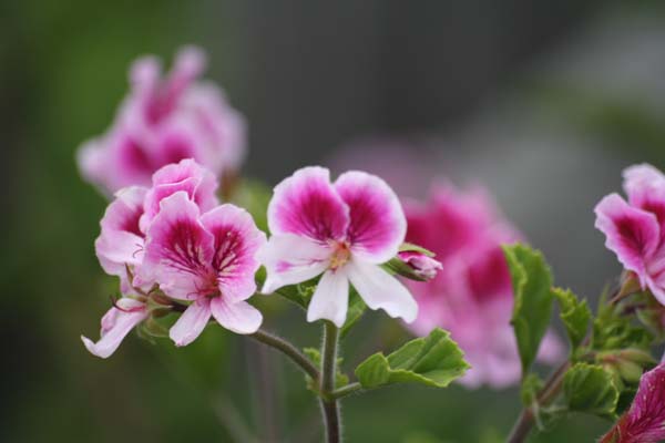 Skøn duftpelargonie købt på  Egeskov slot