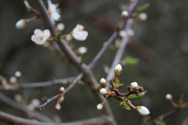 Hvidtjørnene er sprunget ud i Fosdalen her først i april