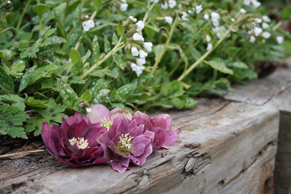 Påskeklokker fra helt mørk violet til hvid