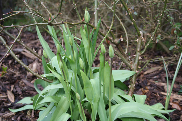 Tulipaner i knop 