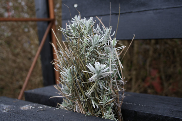 lavendel skud lige til at lave nyde planter af