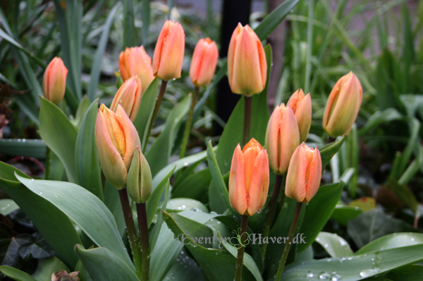 Flot orange tulipan - 