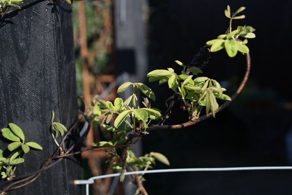 Kraftig slyngplante Acebia quinata
