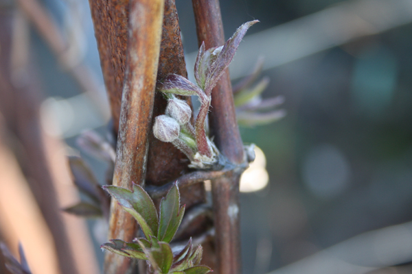 tildigt blomstrende clematis