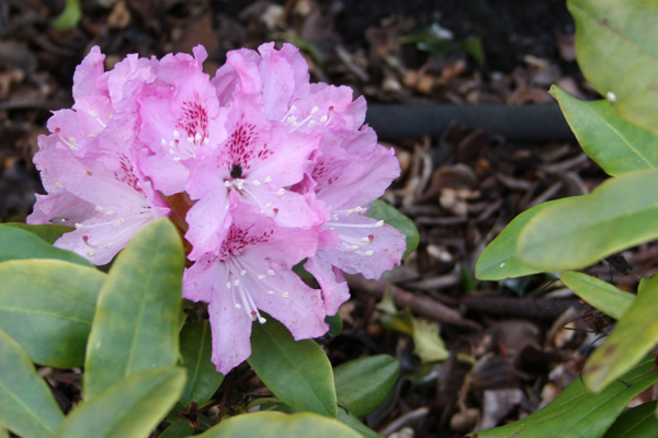 pink/lavendelfarvet rhododendron