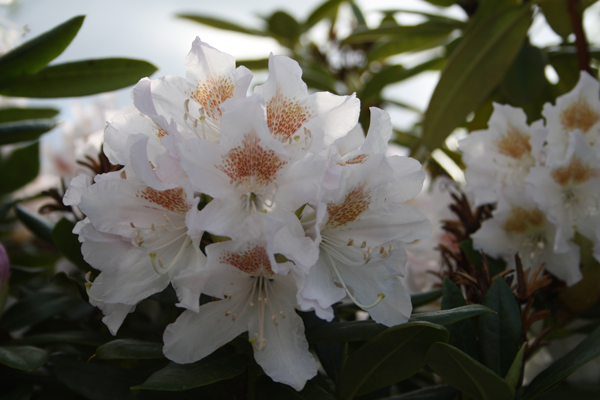 hvid rhododendron