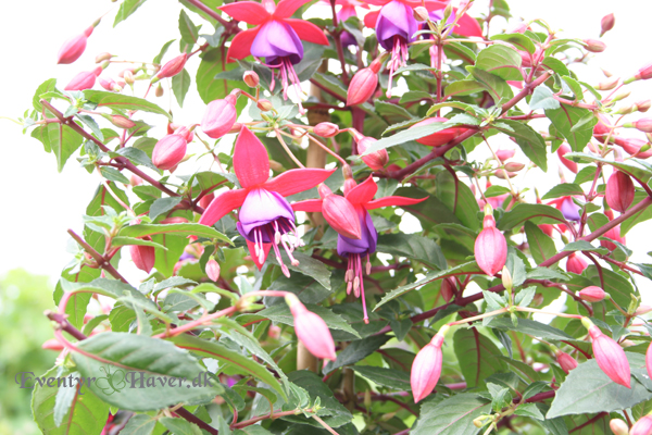 flot fuchsia jeg har fået i gave