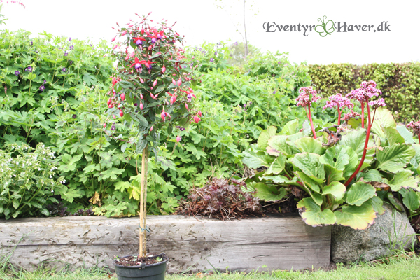 opstammet fuchsia i pink og lilla 