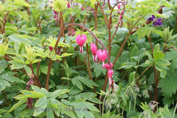 Pink og hvid løjtnants hjerte