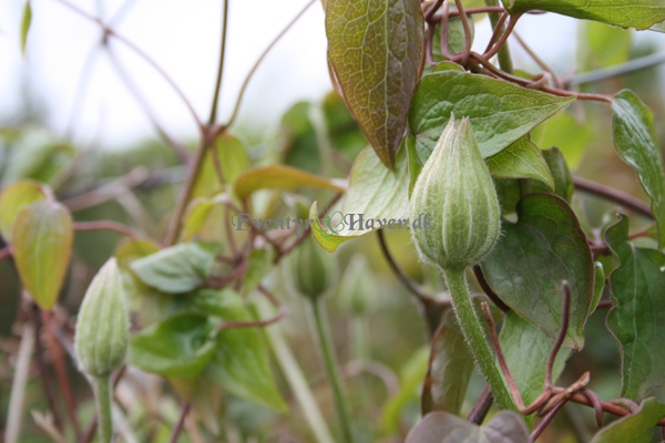 Store knopper i clematis