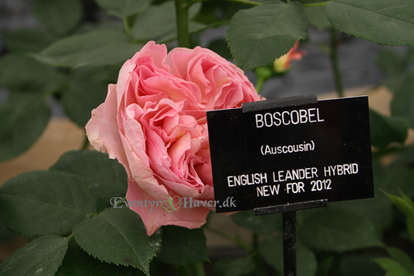Rosen Boscobel fra David Austin - new rose from 2012 rosa Boscobel - David Austin