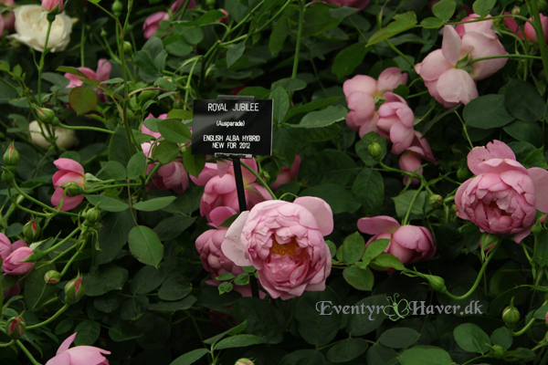 Lilla rose - Lilac rose