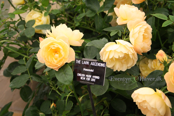 gul rose - yellow rose