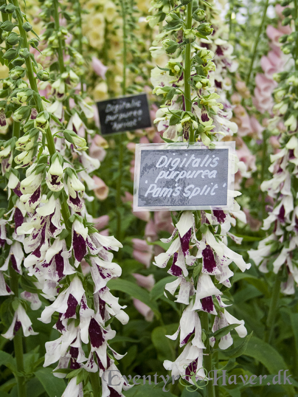 Digitalis Purpurea - Pam's Split